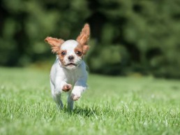 Vétérinaire Stevens Koekelberg - Bruxelles | Guide pour le rappel du chiot