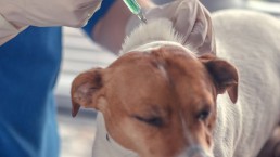 Vétérinaire Stevens Koekelberg - Bruxelles | Vaccinez votre chien