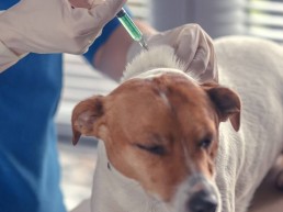 Vétérinaire Stevens Koekelberg - Bruxelles | Vaccinez votre chien