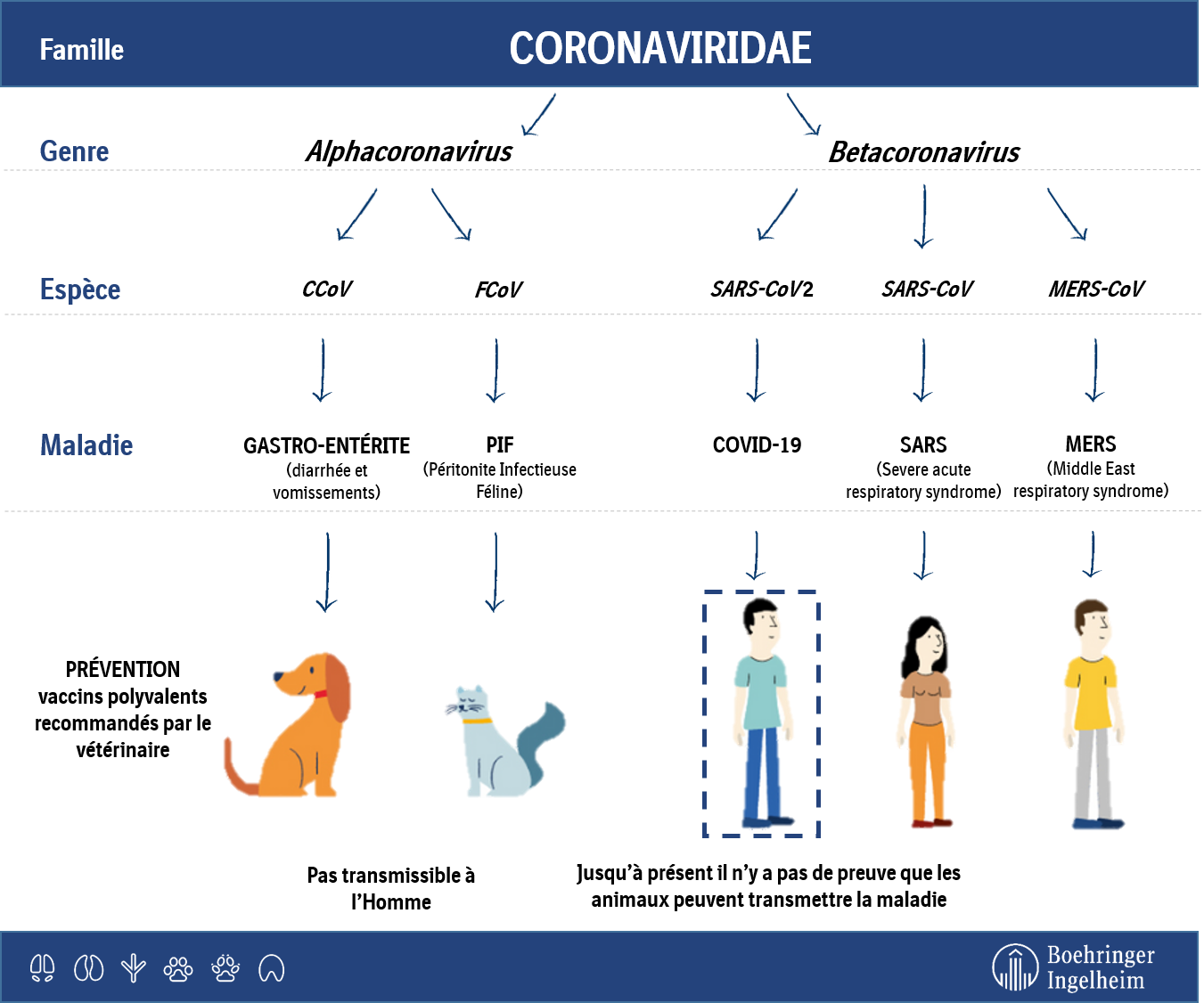 Est Ce Que Les Chiens Peuvent Avoir Le Covid Le CoViD-19 chez nos chiens et chats – Cabinet vétérinaire Stevens
